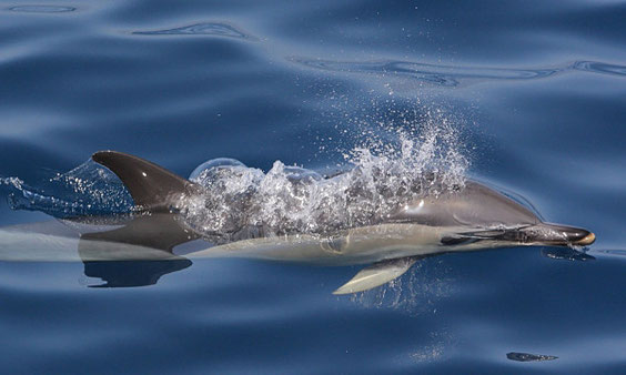 Gemeiner Delfin  Delphinus delphis 
