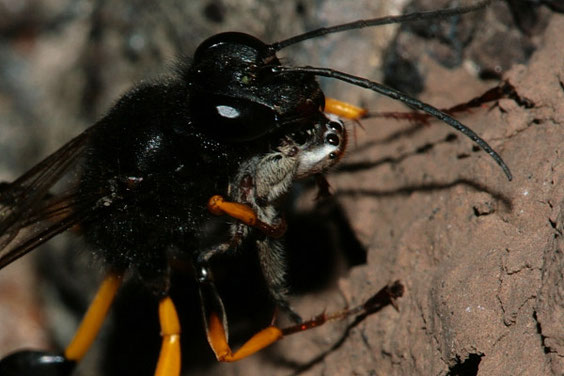 Mauerwespe     Sceliphron destillatorium      La Gomera