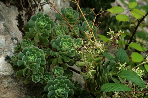 Zierliches Aeonium    Aeonium decorum    La Gomera