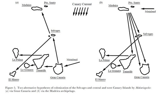 Carranza, S., Arnold, E. N., Mateo, J. A., López-Jurado, L. F. (2000). Long-distance colonization and radiation in gekkonid lizards, Tarentola (Reptilia: Gekkonidae), revealed by mitochondrial DNA sequences. Proc. R. Soc. London B, 267: 637-649.