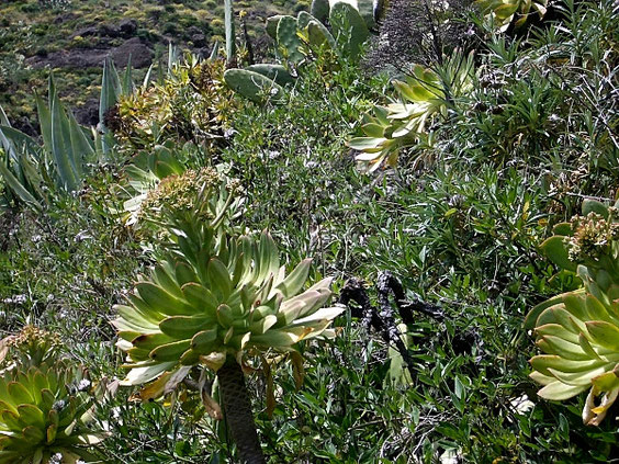 Stattliches Aeonium   Aeonium appendiculatum   La Gomera