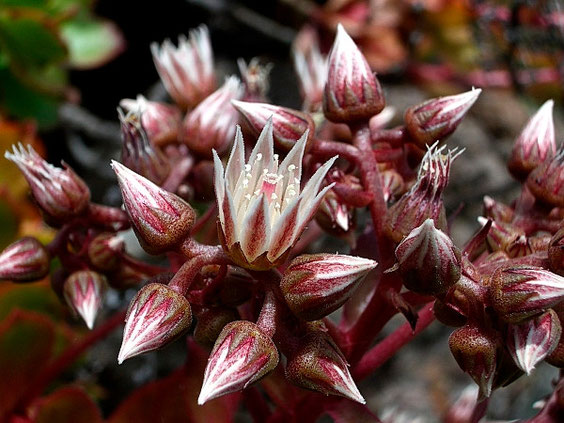 Zierliches  Aeonium   Aeonium decorum