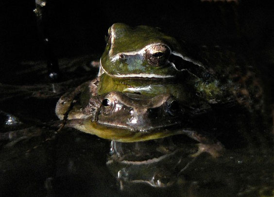 Mittelmeer-Laubfrosch   Hyla meridionalis    La Gomera