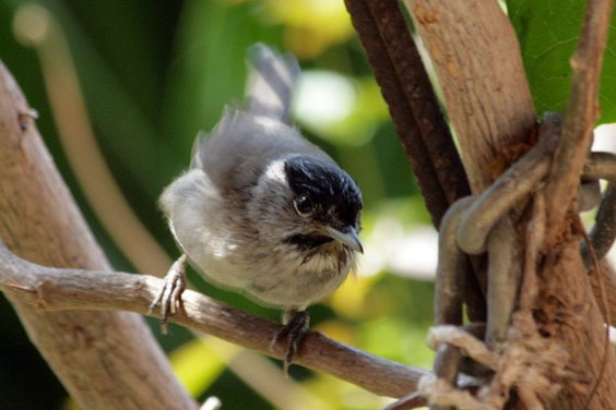 Mönchsgrasmücke / Sylvia atricapilla obscura / La Gomera