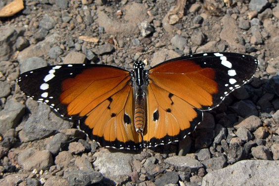  Afrikanischer Monarch    Danaus chrysippus   La Gomera