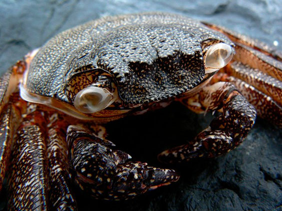 Rote Felsenkrabbe  Grapsus grapsus   La Gomera