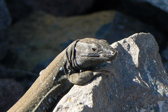 Gallotia caesaris   La Gomera