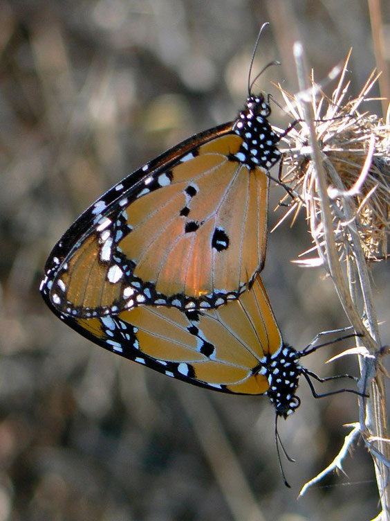 Afrikanischer Monarch    Danaus chrysippus   La Gomera