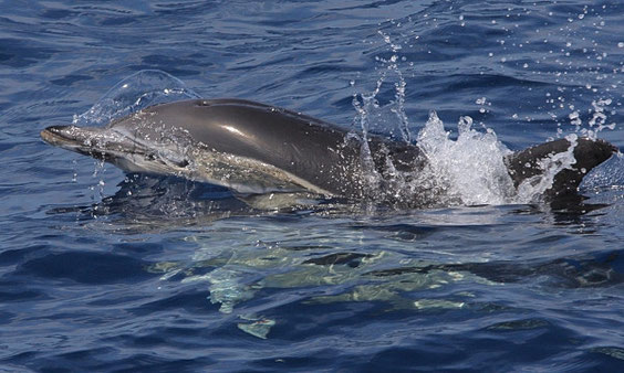 Gemeiner Delfin  Delphinus delphis