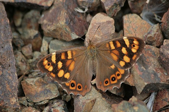 Kanaren Waldbrettspiel   Pararge xiphioides