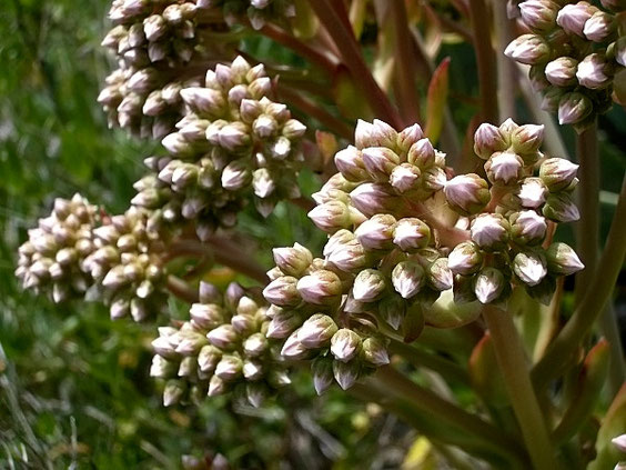 Stattliches Aeonium   Aeonium appendiculatum   La Gomera