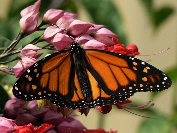 Monarch  /    Danaus plexippus / La Gomera