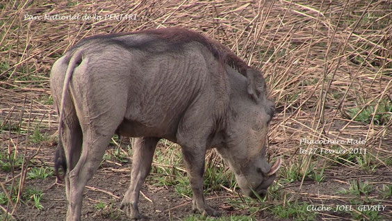 Phacochère dans la réserve de la Pendjari le 27 Févier 2011