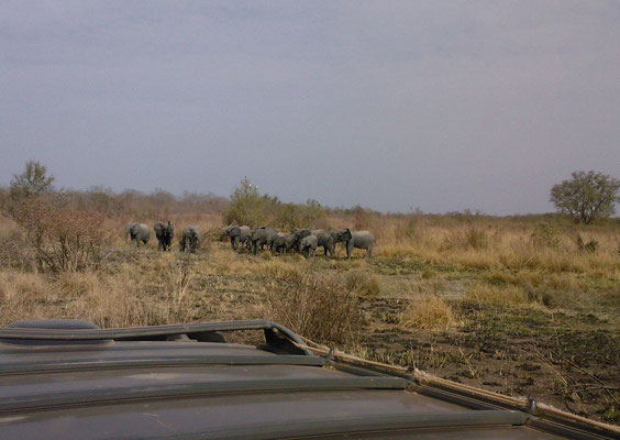 Dans la Pendjari Sam.26 Février 2011, à 50 ou 60 mètres des éléphants.