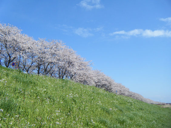 今年の桜はどこか薄いような、鱒と同じで笑