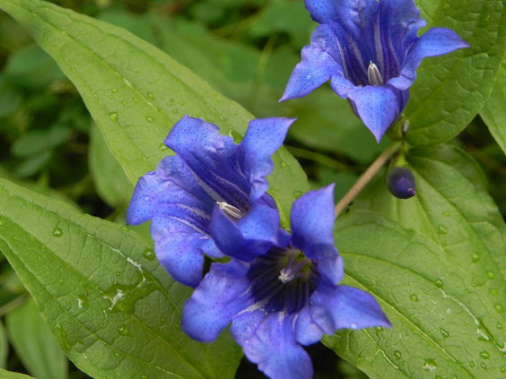 Flor de Genciana,Gentiana asclepiadaea, flor, flor de Europa.