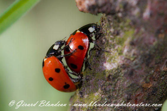 Accouplement de coccinelles à 7 points.    Photo Gerard BLONDEAU CLIMAX
