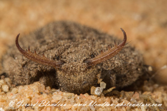 Le PARQUET FLEURI - CLIMAX, Gérard BLONDEAU, stages photo ...