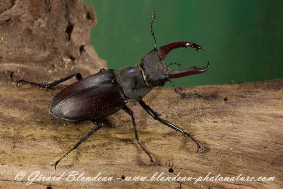 Le lucane ou cerf volant se rencontre vers la fin juin. Il est inoffensif malgré ses puissantes mandibules qu'il n'utilise que pour se battre avec les autres mâles.     Photo Gerard BLONDEAU CLIMAX
