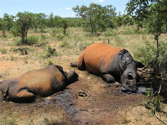 Nashorn-Wilderei in Südafrika. Foto: dpa