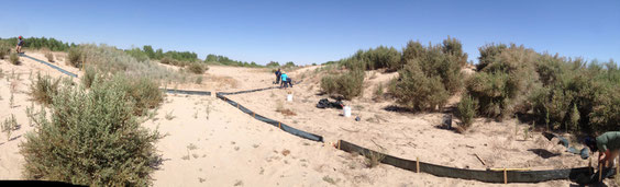 Instalación de trampas de captura en un sitio no restaurado del  Delta Río Colorado.