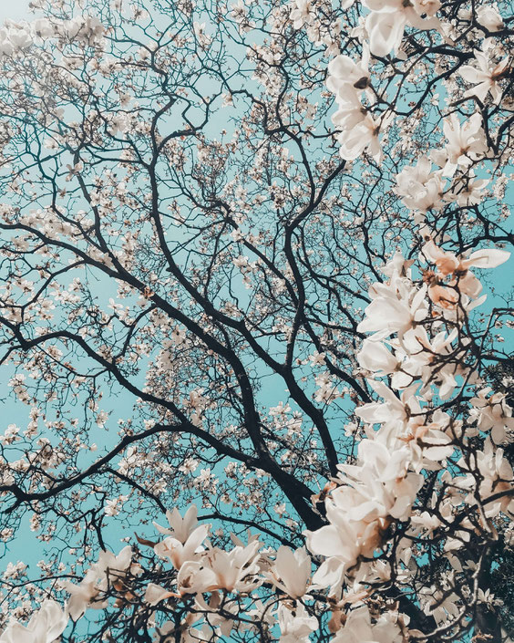 Magnolias en flor en el Arboreto de los Grandes Brezos