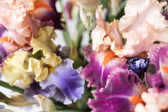 Iris en flor en Cayeux en Poilly lez Gien