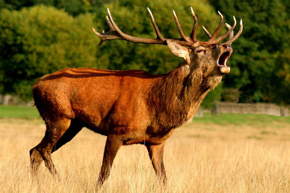 Muggito del cervo in Loiret