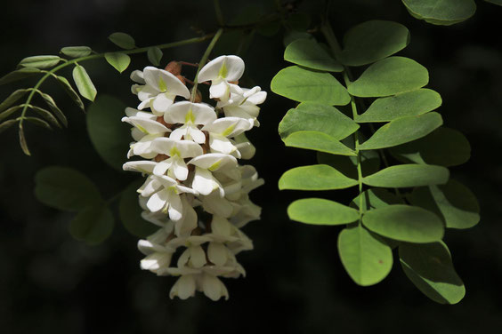 Krapfenfest mit Akazienblüten