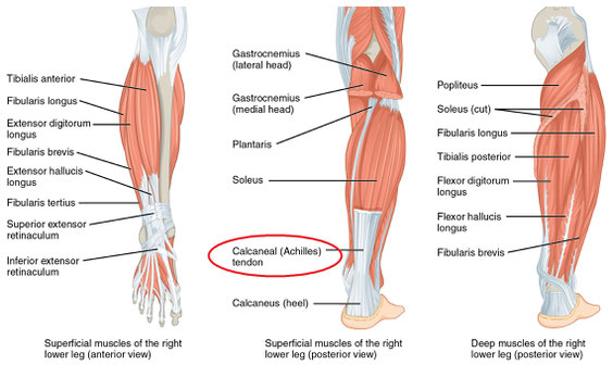 ＊アキレス腱＝Achilles (Calcaneal) tendon