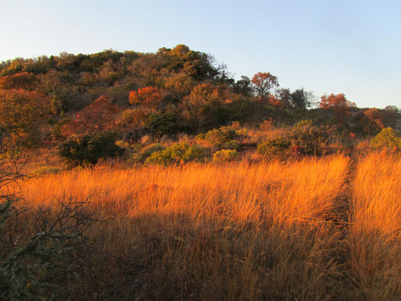 Alba nel bush