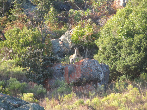 Klipspringer femmina. Il camoscio d'Africa.