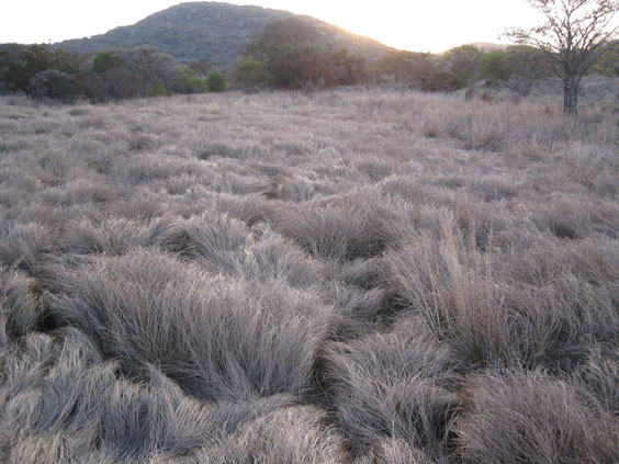 Silver grass