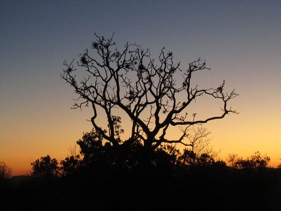 Cabbage tree stagliato contro il tramonto.