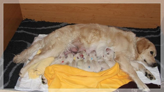 Ivy im Mutteglück mit ihren 8 bezaubernden Puppys 