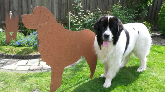 Landseer Brody, mit seinem Double aus Stahl! Foto Regina Rotthues