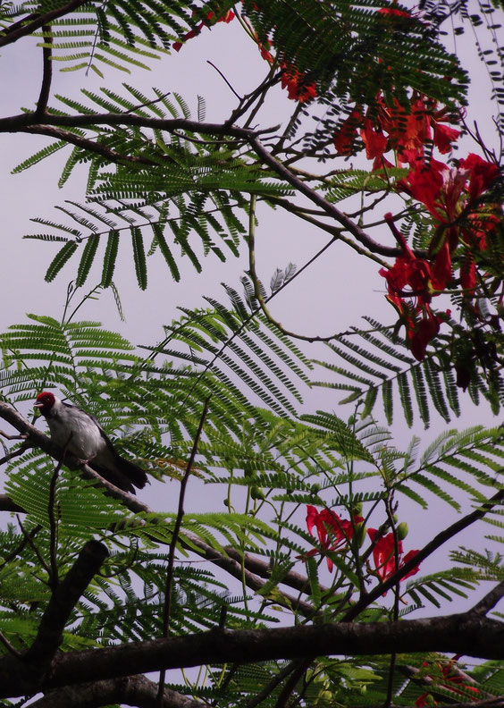 bird, Villa Tunari, Amazon, Bolivia