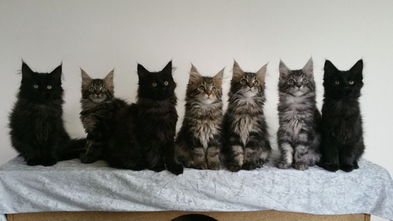 Foto oben: Letztes Gruppenfoto von meinem J-Wurf