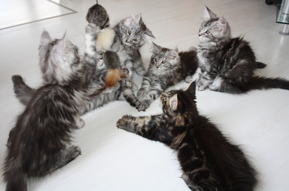 Letztes "Spielbild" mit meinen 6 Hokulanis-Kitten aus dem G-Wurf (12Wochen)