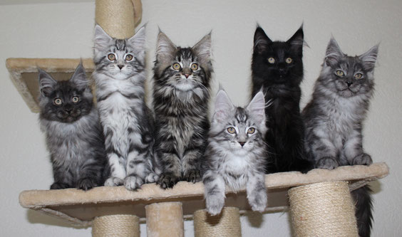 Letztes Gruppenfoto mit allen 6 Kitten. Von links: Happy, Haylie, Holly, Hype, Hunter und Hector