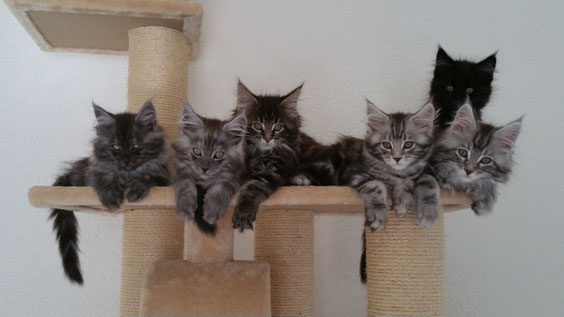 Hier mit 11 Wochen. Von links: Happy, Hector, Holly, Haylie, Hype und hinten Hunter.