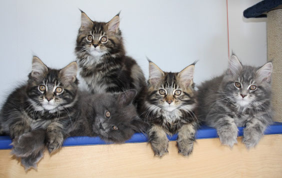 Amor, Alpha, Apollo, Acadia, Adonis. Auf diesem Bild sind wir fast 12 Wochen alt.