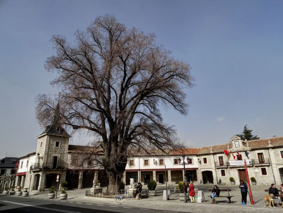 OLMO DEL AYUNTAMIENTO. GUADARRAMA.