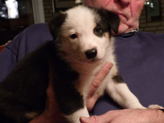 Finlay