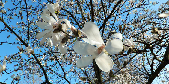 Erste Blüten im Frühling