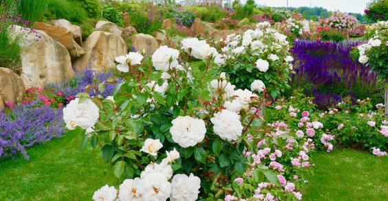 Rosenbeete