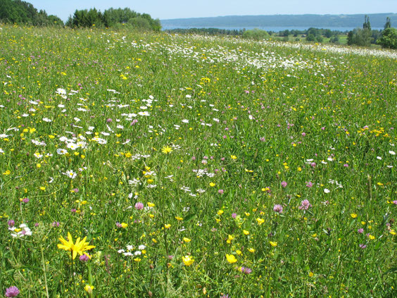 Eine Wildblumenwiese ist ein wichtiger Lebensraum für eine Vielzahl von Tieren und eine Augenweide für Menschen. (NABU/F. Schön)