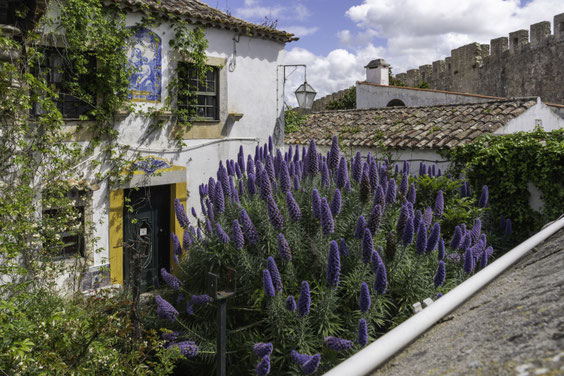 Bild: Haus mit Garten in Óbidos