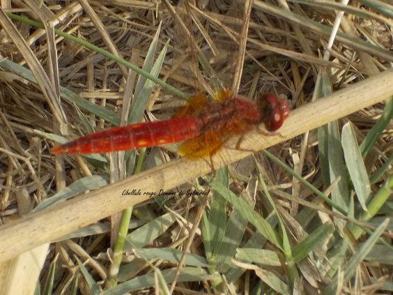 biodiversité en Camargue permaculture