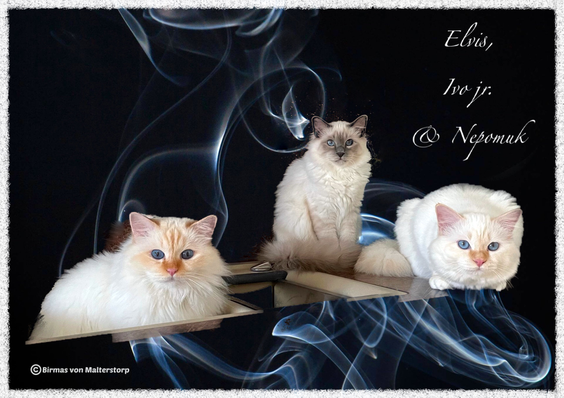 Birma Katzen Hobbyzucht Birma Katzen Von Berlin Mahlsdorf